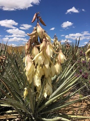 Yucca baccata