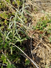 Artemisia dracunculus glauca