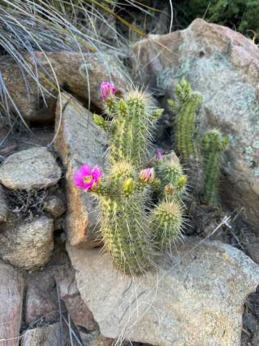 Echinocereus ledingii