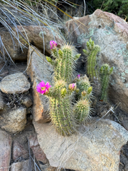 Echinocereus ledingii