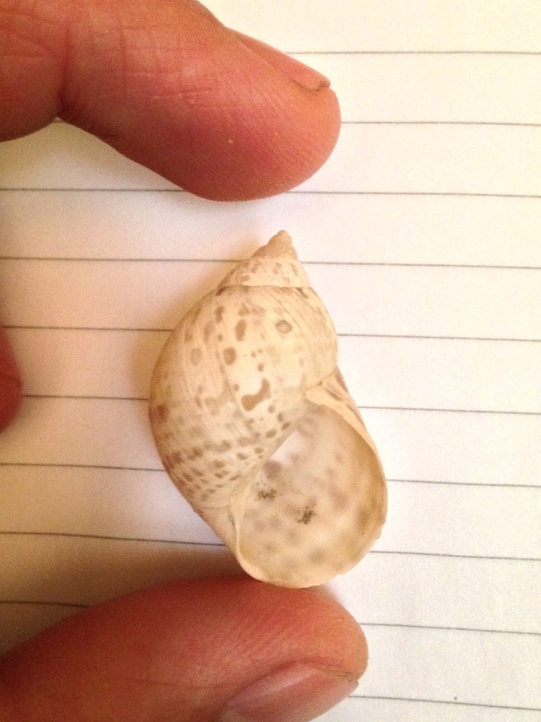 Plectostylus coturnix