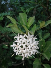 Pavetta capensis capensis