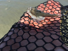 Astroscopus y-graecum