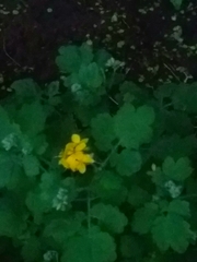 Chelidonium majus