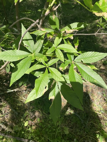 California Buckeye foliage