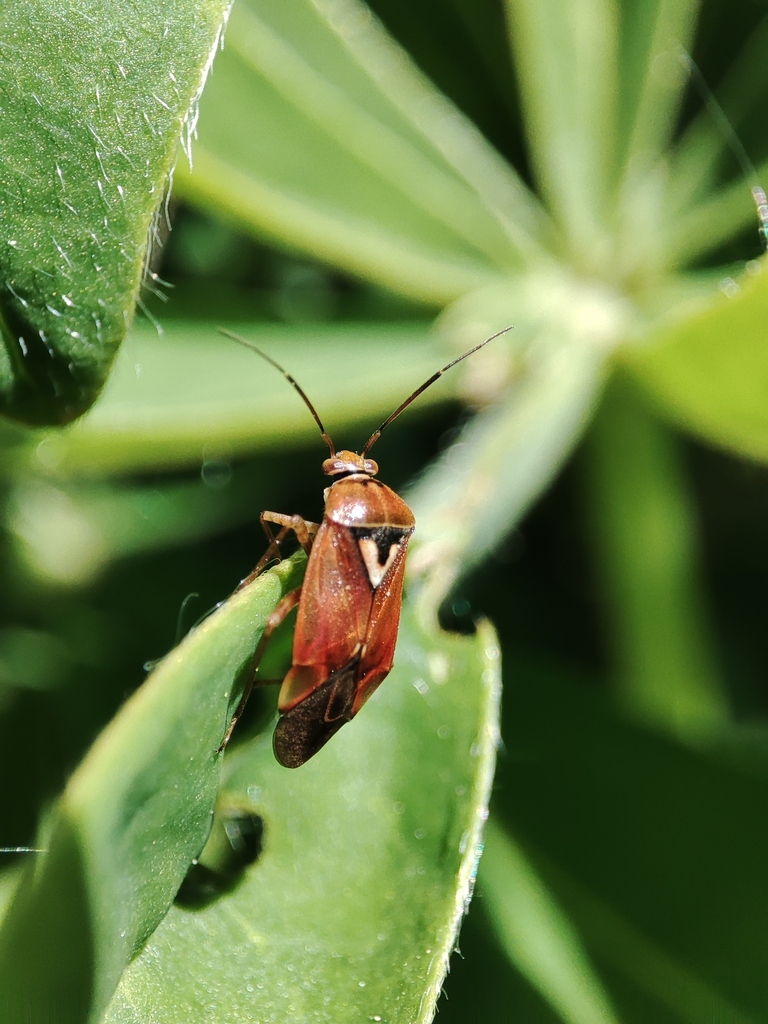 Lygus pratensis from Северо-Восточный административный округ, Москва ...