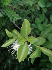 Pavetta capensis capensis