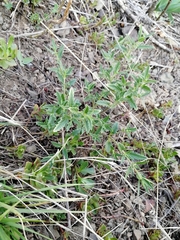 Dracocephalum peregrinum