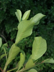 Pavetta capensis capensis