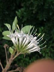 Pavetta capensis capensis