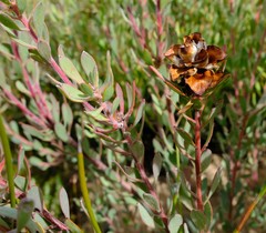 Leucadendron glaberrimum glaberrimum