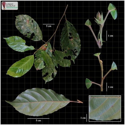 Elaeocarpus stipularis observed 2018-11-28