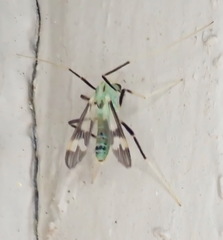 Stenochironomus hilaris
