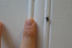 Salticus scenicus