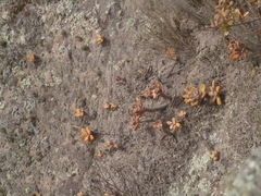 Pachyphytum kimnachii