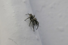 Salticus scenicus