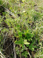 Potentilla chrysantha