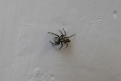 Salticus scenicus