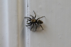 Salticus scenicus