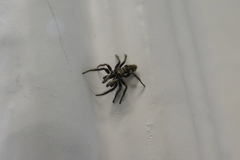 Salticus scenicus