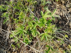 Potentilla chrysantha