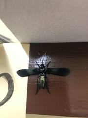 Macrocneme chrysitis