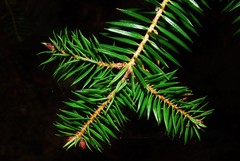 Abies cephalonica