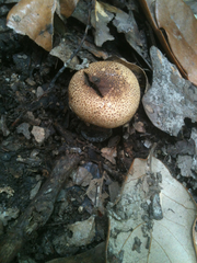 Scleroderma lycoperdoides