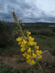 Bulbine asphodeloides