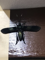 Macrocneme chrysitis