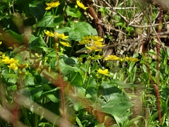 Caltha palustris
