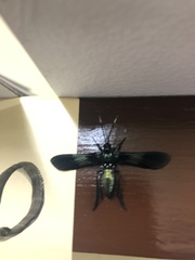 Macrocneme chrysitis