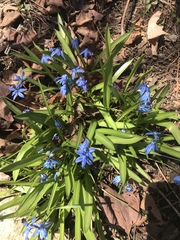Scilla siberica