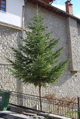 Abies × borisii-regis