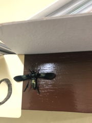 Macrocneme chrysitis