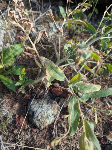 Caccinia macranthera, photograph 2