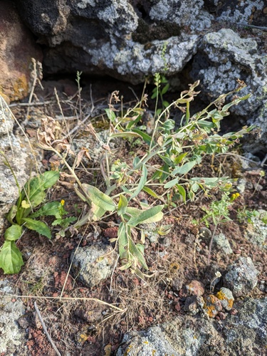 Caccinia macranthera, photograph 3