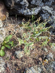 Caccinia macranthera, photograph (c) Denys Vynokurov, some rights reserved (CC BY)
