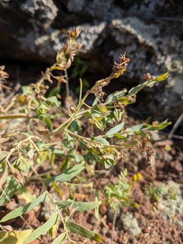 Caccinia macranthera, photograph 5