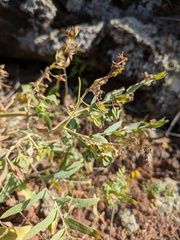 Caccinia macranthera, photograph (c) Denys Vynokurov, some rights reserved (CC BY)