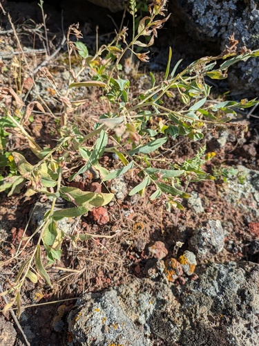 Caccinia macranthera, photograph 6