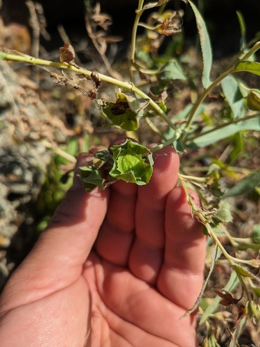 Caccinia macranthera, photograph 4