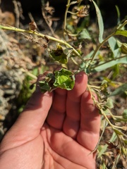 Caccinia macranthera, photograph (c) Denys Vynokurov, some rights reserved (CC BY)