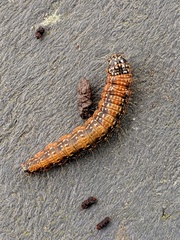 Omphalocera munroei