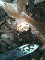 Scleroderma lycoperdoides