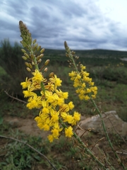 Bulbine asphodeloides