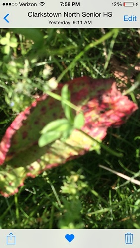 photo of Yard Knotweed (Polygonum aviculare aviculare)