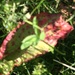 photo of Yard Knotweed (Polygonum aviculare aviculare)