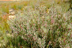 Leucadendron glaberrimum glaberrimum