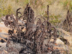 Myrothamnus flabellifolius
